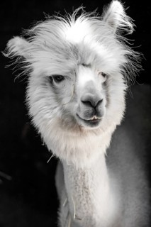 White funny alpaca,