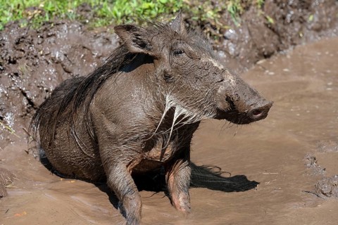 Common warthog,