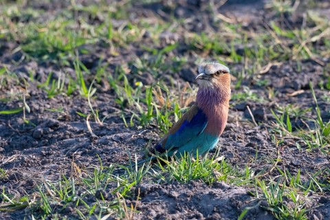 Lilac-breasted roller,