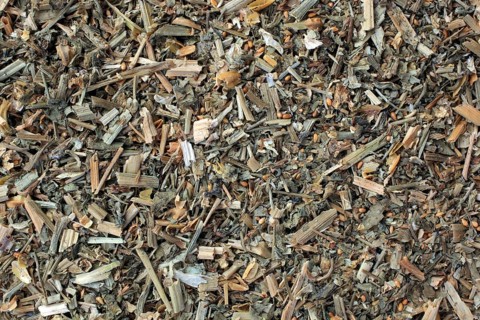 Medicinal plant Field pansy,
