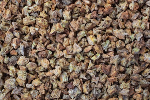 Medicinal plants: Earth spikenard, Tribulus fructus