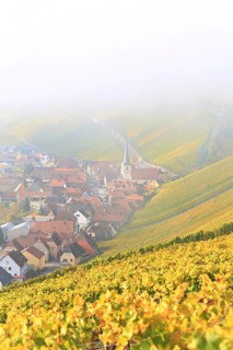 Rising fog in the vineyard near Volkach with a view of Nordheim am Main. Volkach, Kitzingen