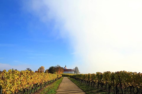 Rising fog in the vineyard near Volkach with a view of Vogelsburg Castle. Volkach, Kitzingen
