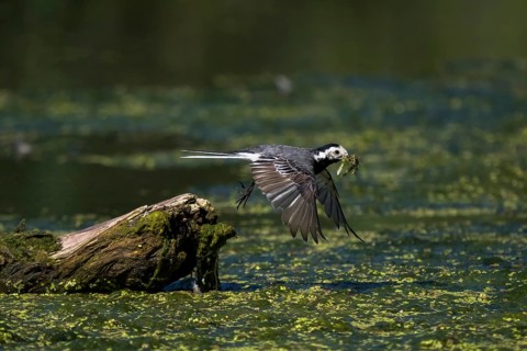 White wagtail,