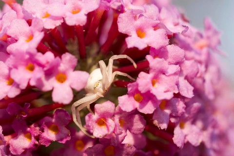 Goldenrod crab spider,
