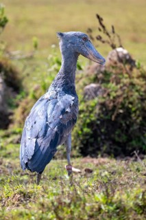 Shoebill,