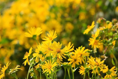 Jerusalem artichoke blossoms in the field,