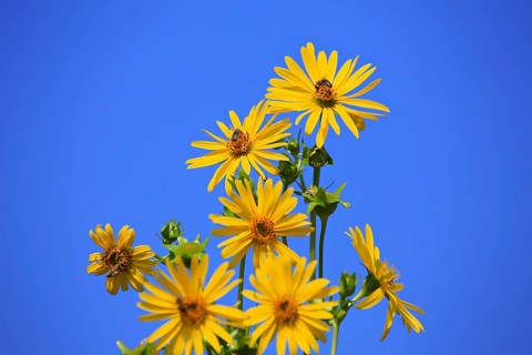 Jerusalem artichoke blossoms in the field,