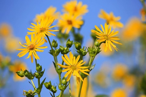 Jerusalem artichoke blossoms in the field,