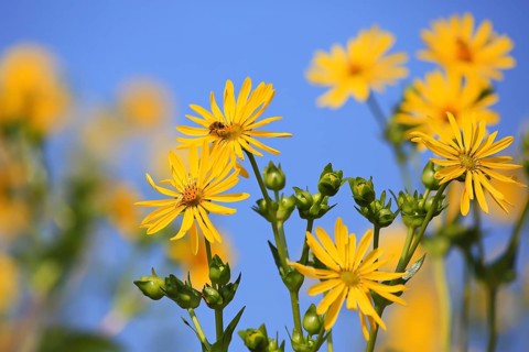 Jerusalem artichoke blossoms in the field,