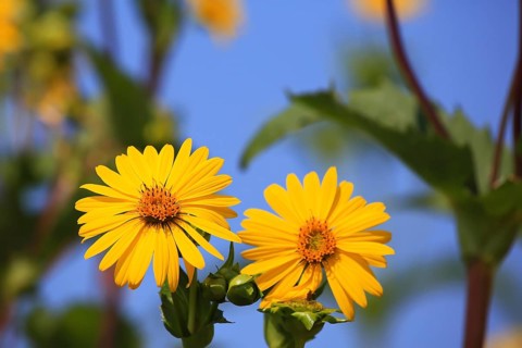 Jerusalem artichoke blossoms in the field,