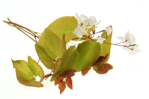 Medicinal plant and aphrodiscum Epimedium grandiflorum, macranthum