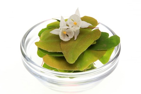 Medicinal plant and aphrodiscum Epimedium grandiflorum, macranthum