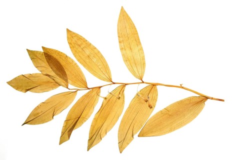 Dried leaves of the medicinal plant, angular solomon's seal