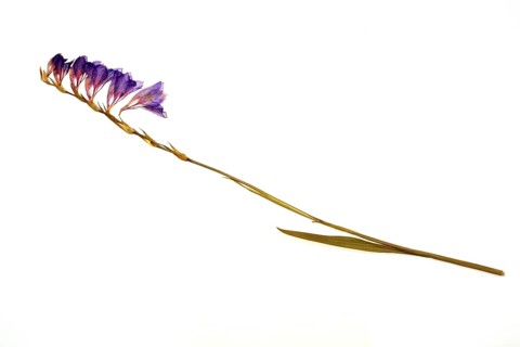 Medicinal plant Gladiolus communis imbricatus, dried plant