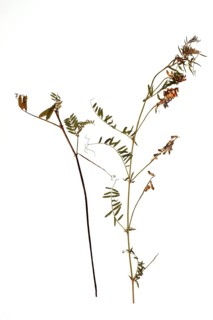 Medicinal plant Bird's vetch, Vicia cracca