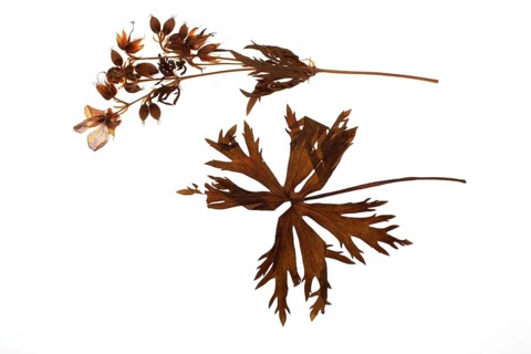Medicinal plant Valerian, Valeriana officinalis