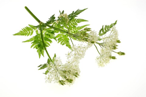Flower and leaves of sweet cicely, Myrrhis odorata