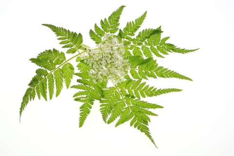 Flower and leaves of sweet cicely, Myrrhis odorata