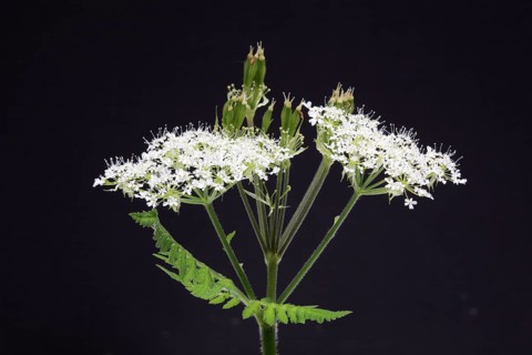 Flower and leaves of sweet cicely, Myrrhis odorata