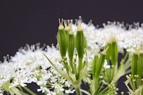 Flower and leaves of sweet cicely, Myrrhis odorata
