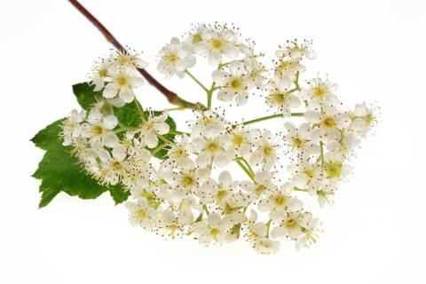 Blossom of the Wild Service Tree, Chequers Tree