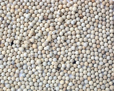 White pepper, ripe pepper freed from the husk