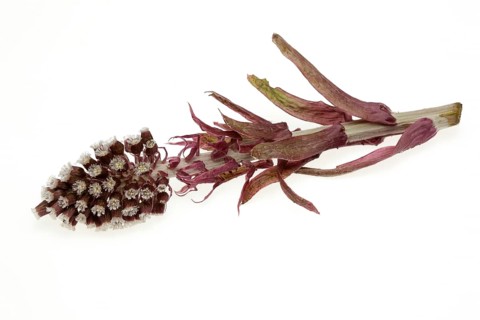 Butterbur,