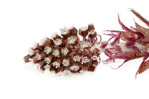 Butterbur,