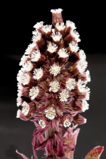 Butterbur,