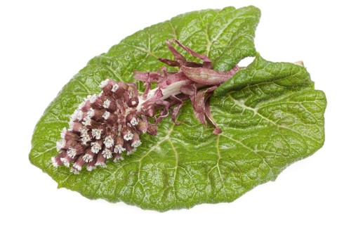 Butterbur,