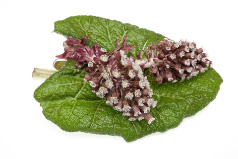 Butterbur,