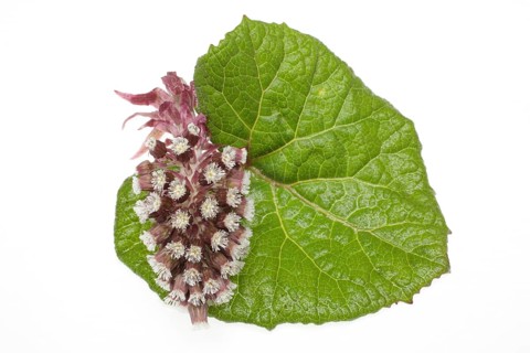 Butterbur,