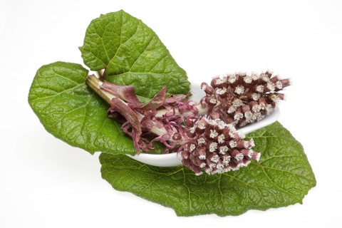 Butterbur,