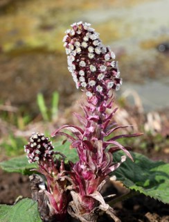 Butterbur,