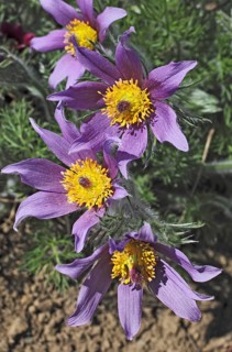 Medicinal plant Creeping pasque flower,