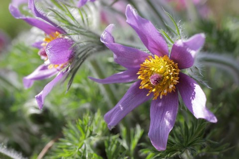 Medicinal plant Creeping pasque flower,