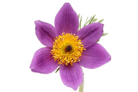 Medicinal plant Creeping pasque flower,