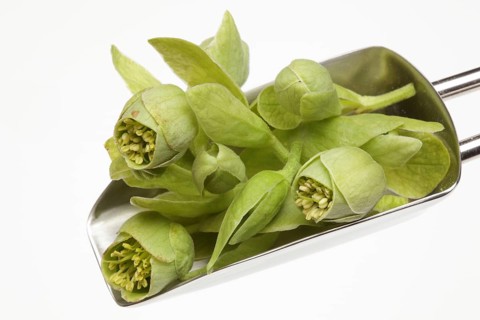 Medicinal plant Stinking hellebore,