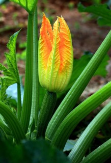 Flower of courgette,