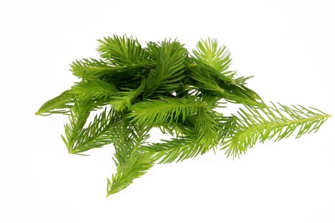 Spruce tips, Piceae turiones recentes