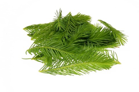 Spruce tips, Piceae turiones recentes
