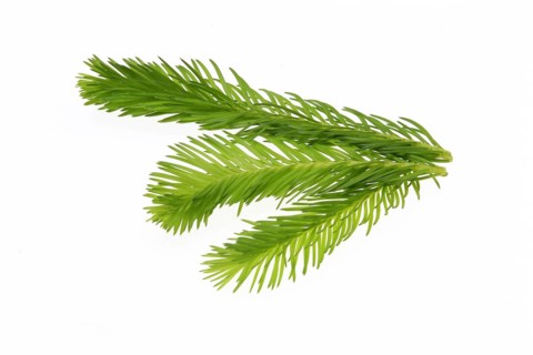 Spruce tips, Piceae turiones recentes