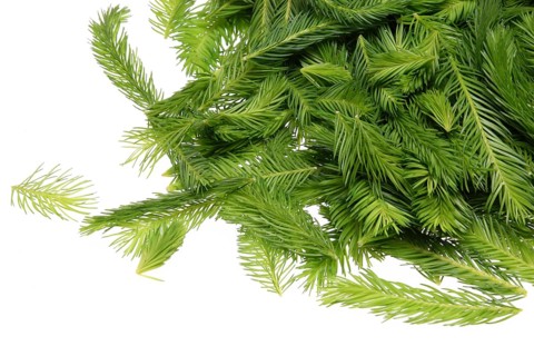 Spruce tips, Piceae turiones recentes