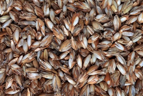 Spelt husks, spelt husks. Spelt husk is probably one of the best-known natural fillings for pillows