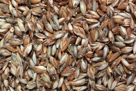 Spelt husks, spelt husks. Spelt husk is probably one of the best-known natural fillings for pillows