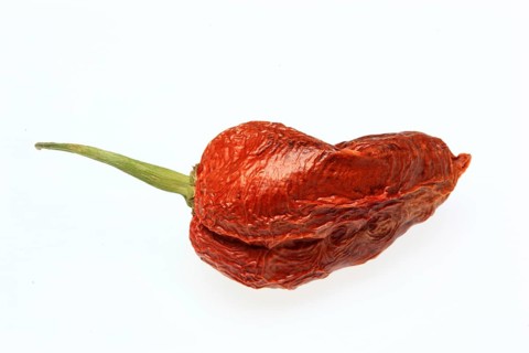 Dried chilli of the Bhut-Jolokia or Naga-Jolokia variety, a cultivated form of the pepper