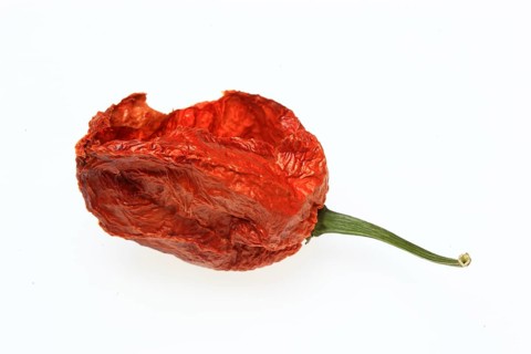 Dried chilli of the Bhut-Jolokia or Naga-Jolokia variety, a cultivated form of the pepper