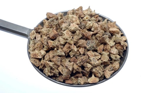 Medicinal plant Earth Burzelthorn, Tribulus terrestris