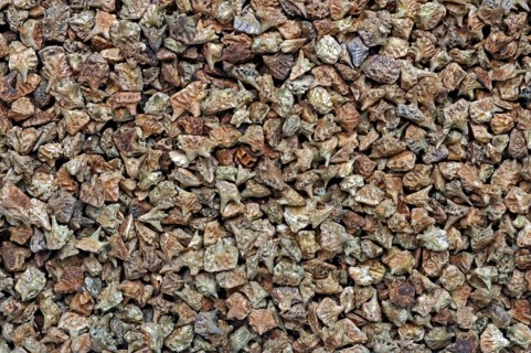 Medicinal plant Earth Burzelthorn, Tribulus terrestris